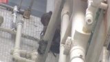 Wild monkey strays onto private housing estate in Hong Kong