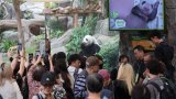 Pork knuckles, red eggs party: Hong Kong giant panda cubs turn 100 days old