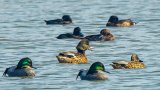 Habitat built for Hong Kong’s wild ducks flying high 4 years on: green group