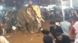 Elephant Ragdolls Man At Kerala Festival In Horrifying Video