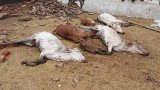 Cow carcasses dumped at riverbank in Chhattisgarh; 'Gau-shala' owner summoned