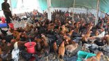 Prices of chicken, eggs crash on bird flu fears in parts of India