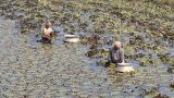 Bumper yield delights water chestnut growers