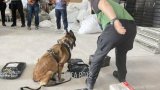 Anti-narcotic dog foils entry in GenSan of dried marijuana from Manila