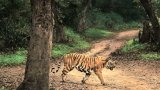 20-year-old tiger Vikram denied release from Corbett Reserve due to age; remains under expert care