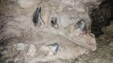 Fossil of whale ancestor missing, Meghalaya police step up probe