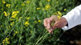 Telangana, AP farmers seek access to genetically modified crops