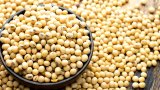 Prospects bearish for soyabean in 2025 on higher Brazilian output, weak Chinese demand