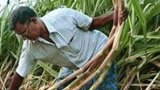 India’s sugar production dips 16% to 95.40 lakh tonnes in Oct-Dec, says ISMA