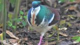 10 bleeding-heart pigeons bred in Singapore now back in Negros