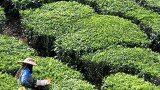 Tea sector urges govt approval for alternate molecules as EU moves to cut chemical MRLs