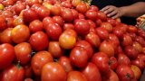 DA: Tomato prices up in NCR due to shortage