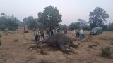 Animal tragedy in MP jungles: Four wild tuskers found dead, five others critical at Bandhavgarh Tiger Reserve