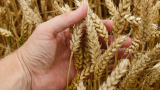 PH set to boost wheat imports in 2025 as demand grows