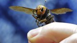 North America declares victory over Asia’s giant ‘murder hornets’ 5 years after invasion