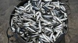 Indonesia’s US$1.4 billion fish start-up faked most sales, report claims