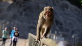 Experts slam 8-month delay in revealing Hong Kong man’s monkey virus death