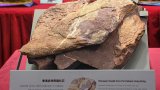 Why no dinosaur fossils found earlier in Hong Kong? Few resources, old assumptions on geology