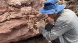 Dinosaur bone fossils found in Hong Kong for first time, in what expert calls ‘very lucky’ discovery