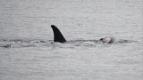 Bereaved orca whale seen carrying second dead baby, say US researchers