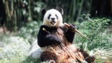 Hong Kong’s new pandas An An and Ke Ke explore Ocean Park home after finishing quarantine