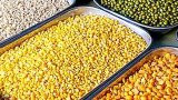 Forward trade ‘bleeding’ pulses sector, say experts