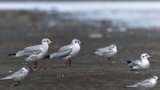 Rare migratory birds spotted in Cadiz