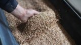 Azerbaijan's wheat imports see decline in past eleven months