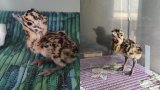 In historic first, great Indian bustard chick born through artificial insemination in Rajasthan