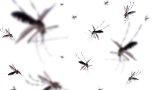 Scientists in Australia breed mosquitoes with ‘toxic’ semen to curb diseases