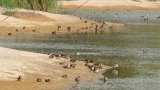 Wetlands built for Hong Kong’s bird species yields positive results: green group