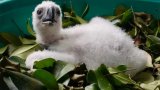 Birth of rare Philippine Eagle chick lifts survival hopes