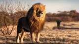 ‘Miracle’ Zimbabwe boy, 7, wanders for 5 days through animal-filled national park