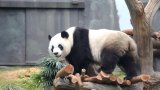 Pandas gifted to Hong Kong by Beijing to meet the public on December 8