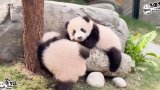 Panda Watch: Hong Kong’s twin cubs to make public debut after Lunar New Year