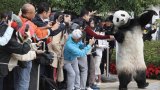 ‘Adorable’ Hong Kong panda mascot, 700 sculptures delight cable car visitors