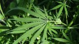 AP, Odisha Police Join to Combat Ganja Smuggling