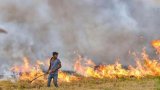 Stubble burning incidents: Haryana suspends 24 agriculture dept officials