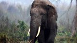 Wild Elephant Kills Tribal Couple in Kannur