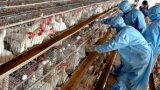 Vet experts inspect poultry farms to know why H5N1 broke out