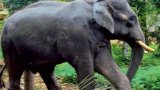 Elephants Ransack Rice Mill