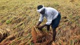 Rabi Operations Progressing Well in Telangana