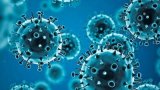 New Bat Coronavirus Could Infect Humans Like COVID-19: Chinese Virologists