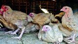 Telangana: Man Attacks Neighbour with Axe over Roaming Chickens