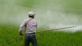 Telangana: 7-Yr-Old Critical After Ingesting Pesticide