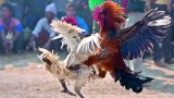 Andhra Pradesh Calls for Stopping Conduct of Cock Fights