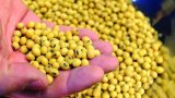 Telangana to Produce 25K Metric Tonnes More Soybeans