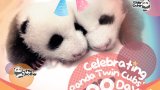 Panda Watch: Hong Kong’s twin cubs ready for 100-day milestone, with festivities planned