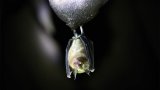 Chinese team finds new bat coronavirus