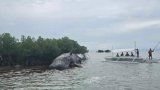 Sperm whale found dead off Bohol town